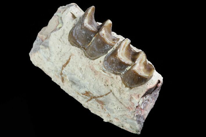 Hyracodon (Running Rhino) Jaw Section - South Dakota #80152